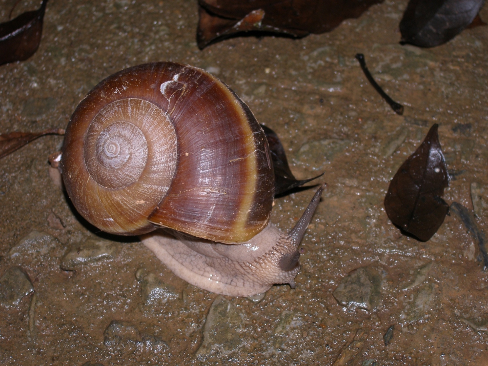 snail 1