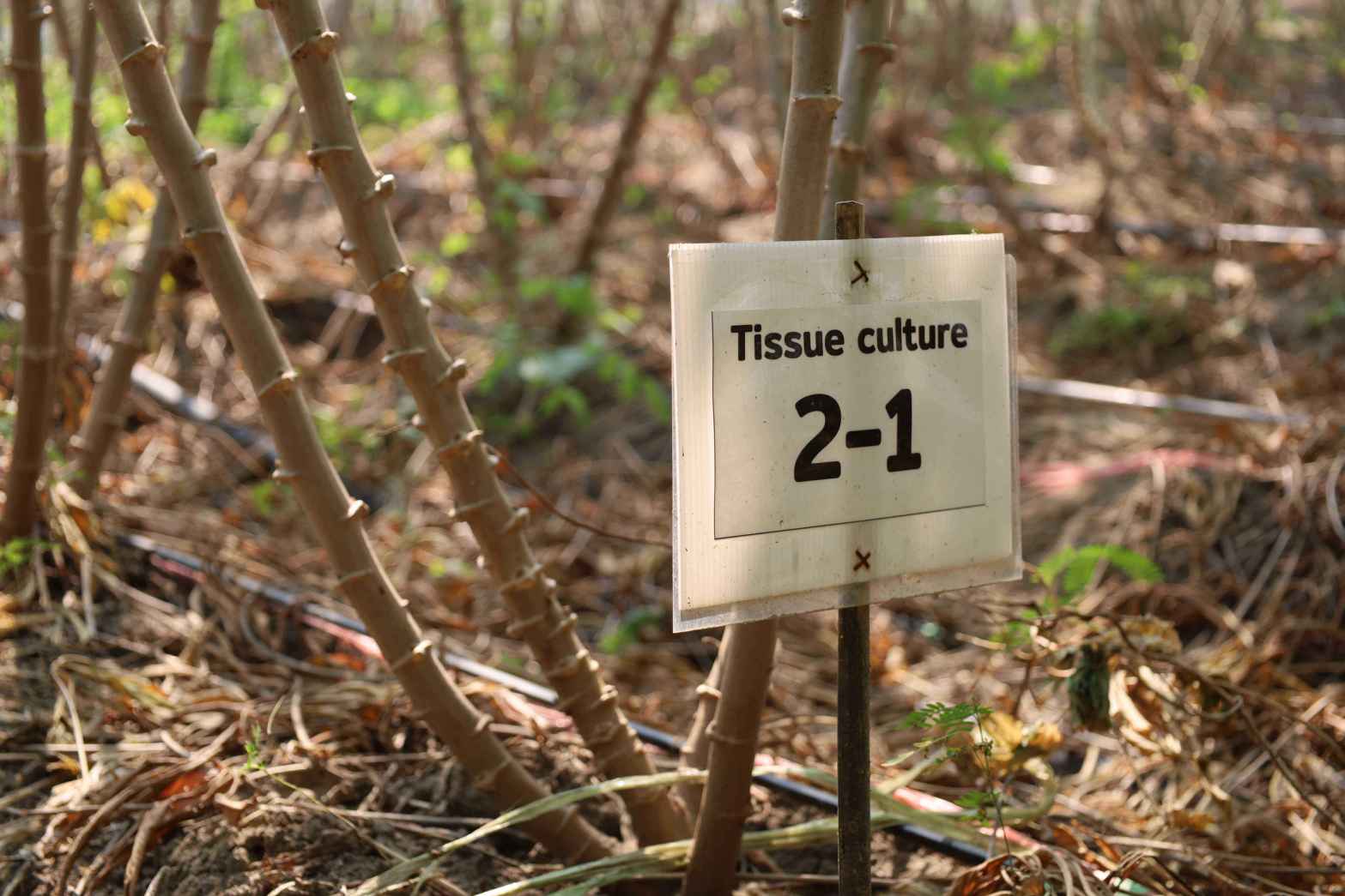 03 แบบเพาะเลี้ยงเนื้อเยื่อ Tissue Culture 0