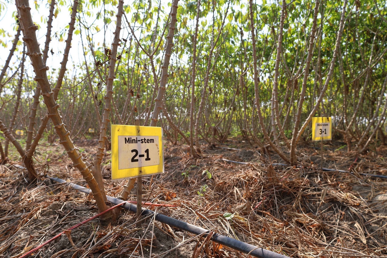 04 แบบขยายพันธุ์ด้วยท่อนพันธุ์ขนาดเล็ก Mini stem