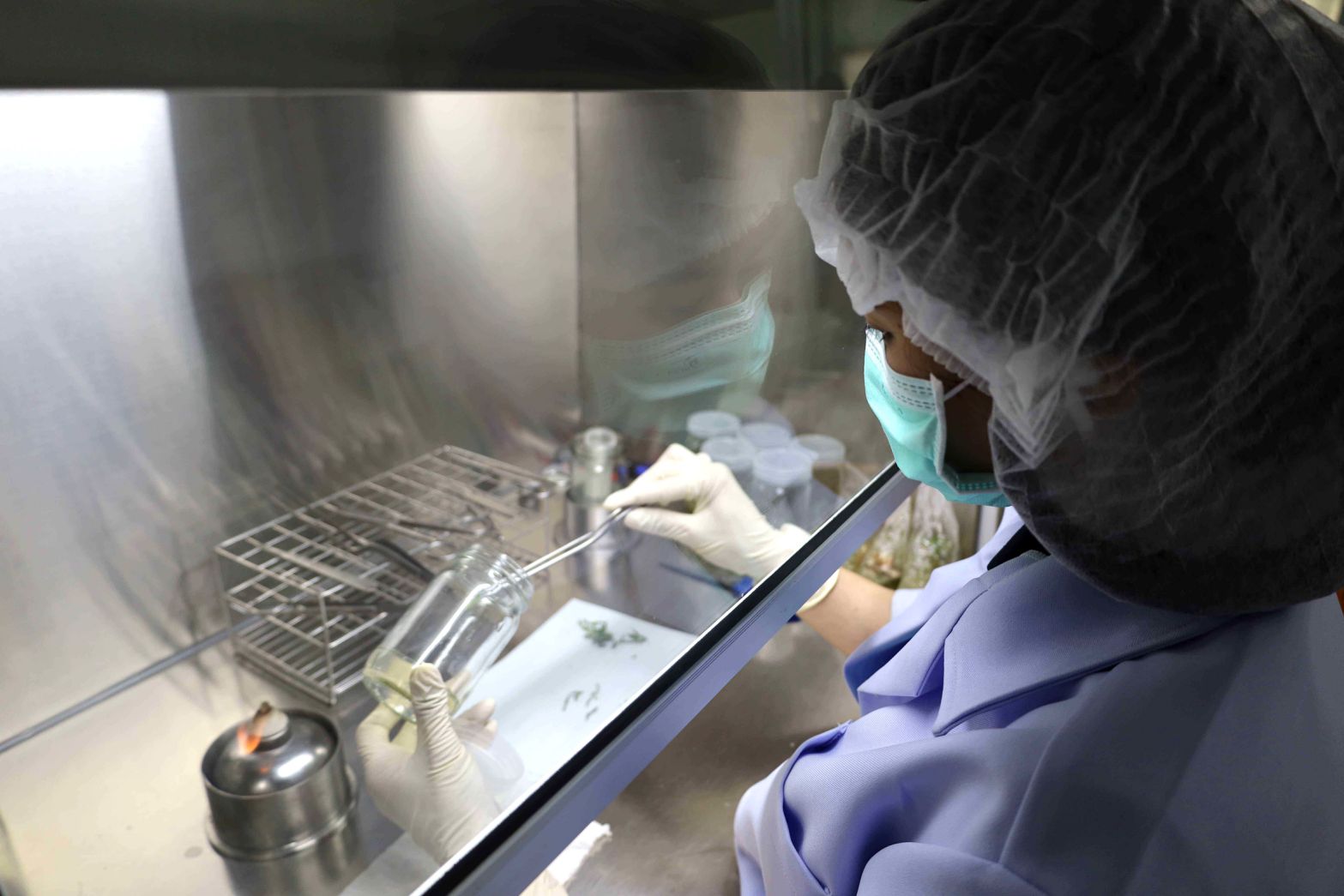 13 นวัตกรรมการขยายพันธุ์พืชในสภาพปลอดเชื้ 0