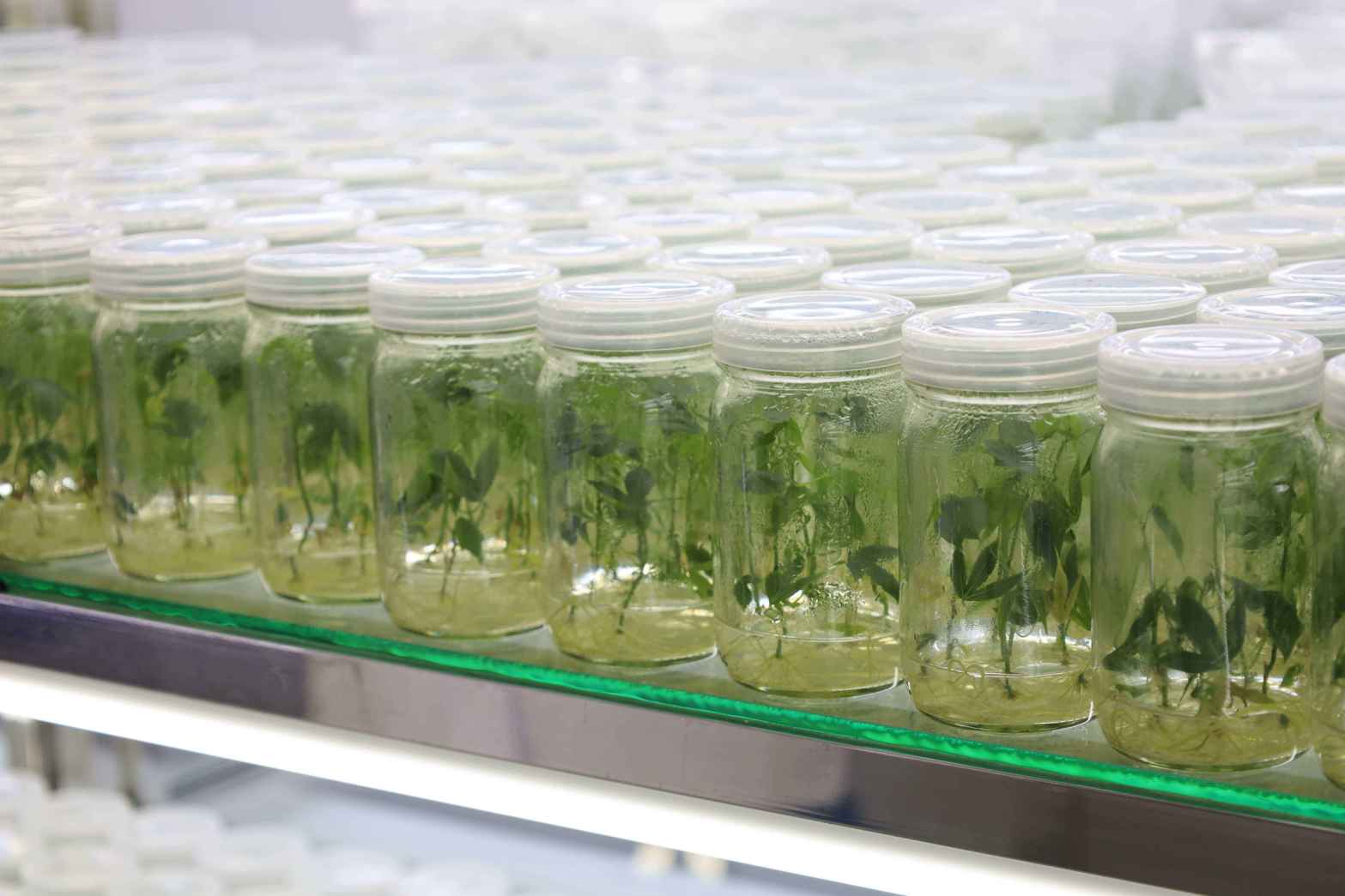 15 Tissue Culture ขยายพันธุ์พืชในสภาพปลอดเชื้อ 1 0