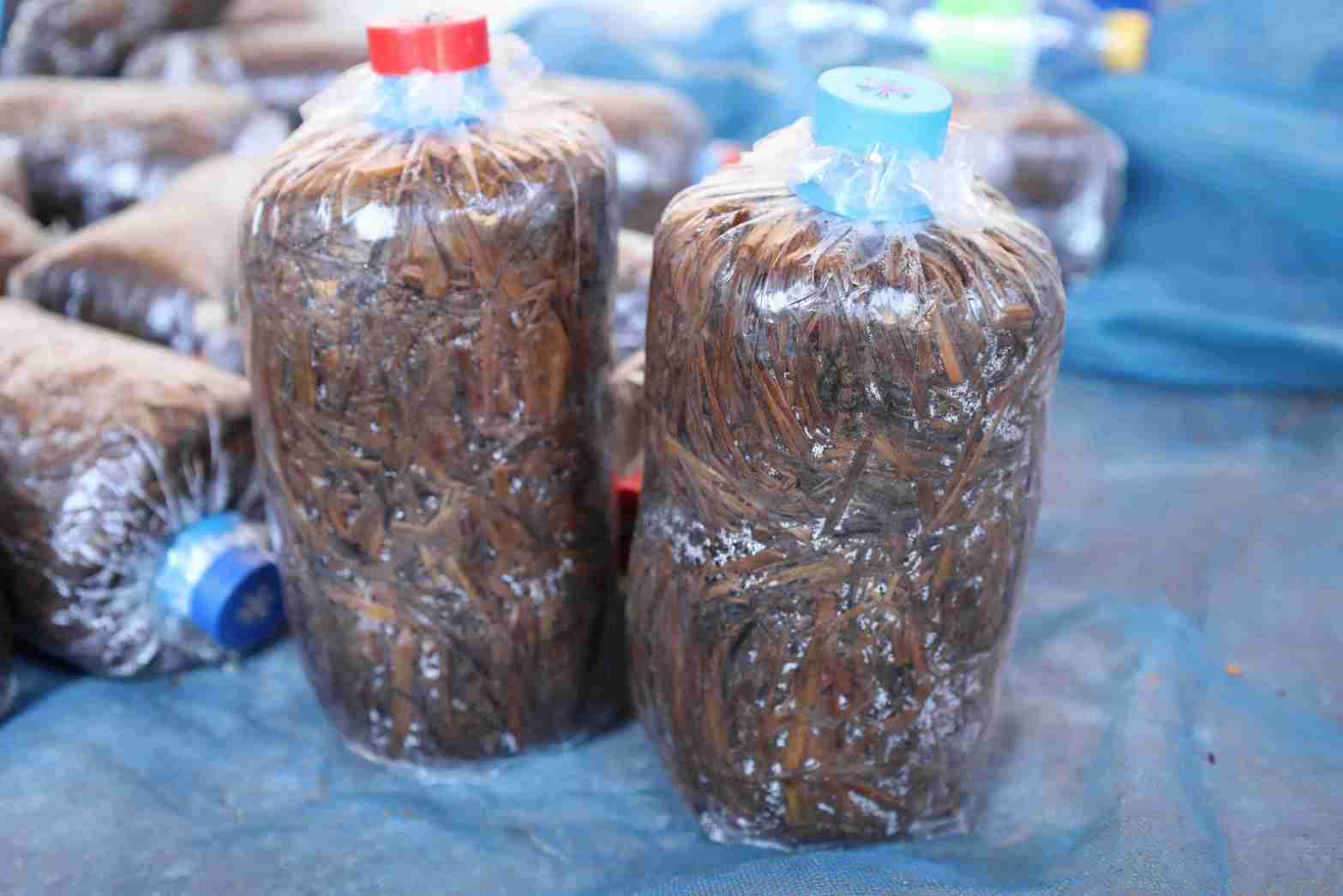 11 สาธิตการทำเชื้อเห็ด 0