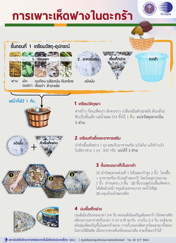 1 เพาะเห็ดฟางในตะกร้า