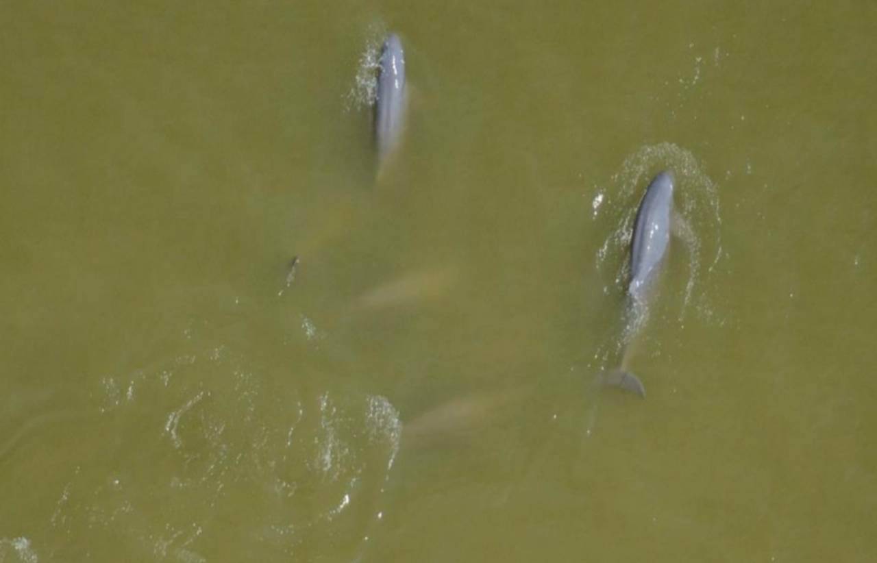 10. โลมาอิรวดี2ภาพจากการสำรวจของ ศูนย์วิจัย