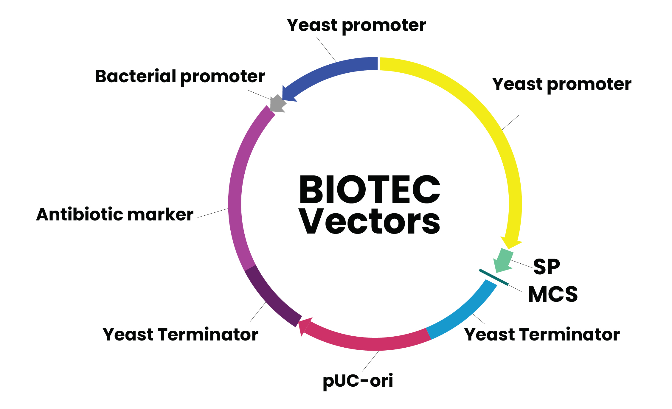 2 โปรตีนลูกผสม Recombinant protein