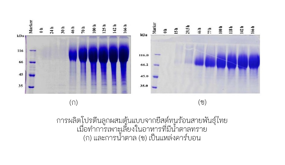 3 โปรตีนลูกผสม Recombinant protein