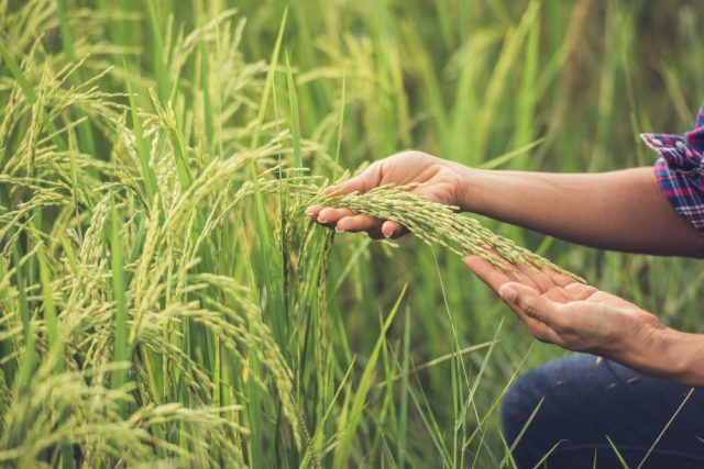 farmer-holds-rice-hand-640x427.jpg