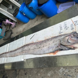 “ศุภมาส” สั่งการ ผอ.NSM ศึกษาวิจัย “ปลาออร์ (Oarfish)” หรือ  ... พารามิเตอร์รูปภาพ 2