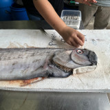 “ศุภมาส” สั่งการ ผอ.NSM ศึกษาวิจัย “ปลาออร์ (Oarfish)” หรือ  ... พารามิเตอร์รูปภาพ 3