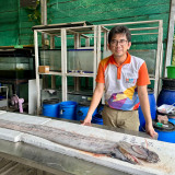 “ศุภมาส” สั่งการ ผอ.NSM ศึกษาวิจัย “ปลาออร์ (Oarfish)” หรือ  ... พารามิเตอร์รูปภาพ 5